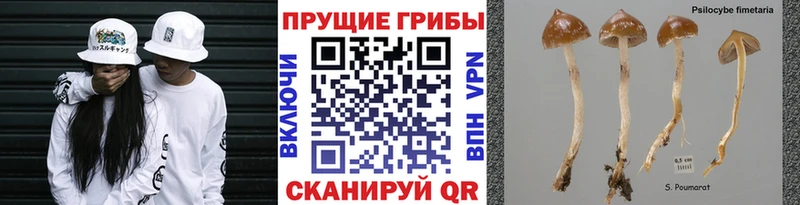 Купить закладки  Осинники  Псилоцибиновые грибы прущие грибы 
